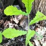 Quercus pachyloma Hoja