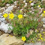 Fumana procumbens অভ্যাস