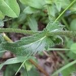 Veronica teucrium Листок