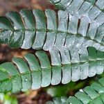 Albizia adianthifolia Delienn