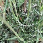 Teucrium creticum Hoja