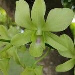 Dendrobium closterium Flor
