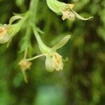 Liparis suborbicularis Flor