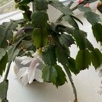 Schlumbergera truncata عادت