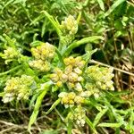 Pseudognaphalium undulatum Flower