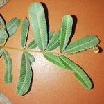 Ozoroa paniculosa Leaf