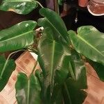 Philodendron burle-marxii Leaf