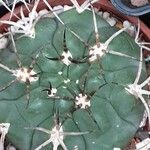 Gymnocalycium saglionis Leaf