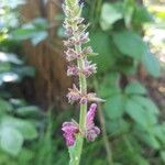 Stachys sylvaticaFlor