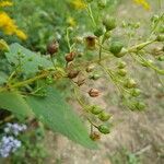 Scrophularia marilandica Fruit