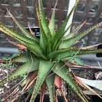 Aloe lineata Hoja