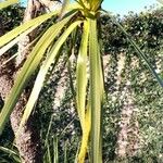 Cordyline australis ഇല