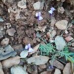 Linaria algarviana Flower