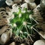 Echinocactus grusonii Blatt