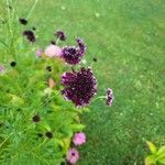 Scabiosa atropurpurea 花