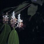 Macrolobium bifolium Flor
