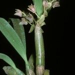 Eria clavata Flower