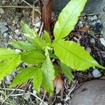 Melicoccus bijugatus Leaf