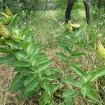 Asclepias viridis Habit