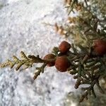 Juniperus phoenicea Vili