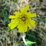 Hieracium glaucinumफूल