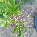 Sambucus nigra Fruit