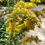 Solidago nemoralis Kukka