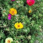 Portulaca grandiflora Flors