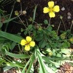 Potentilla erecta Other