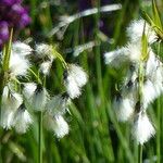 Eriophorum latifolium 花