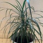 Dracaena reflexa Fulla