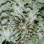 Onopordum horridum Hoja