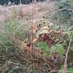 Rubus polonicus Leaf