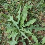 Launaea taraxacifolia Leaf