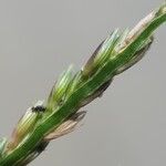 Urochloa glumaris Floro