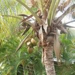 Cocos nucifera Fruto