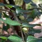 Rhaphithamnus spinosus Otro