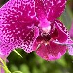 Vanda coerulescens Cvet