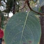 Artocarpus heterophyllus Folha