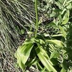 Allium giganteum Elinympäristö