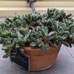 Carruanthus ringens Hàbitat