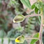 Helianthemum salicifolium Mbuma