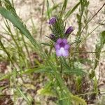 Cleonia lusitanica Flower