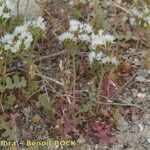 Limonium lobatum Hàbitat