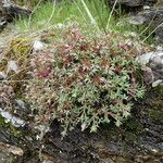 Saxifraga prostii 整株植物