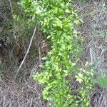 Asparagus asparagoides Habitus
