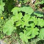 Lavatera arborea 葉