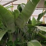 Strelitzia nicolai Hábito