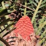 Encephalartos ferox Fruitua