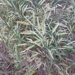 Bromus inermis Flower